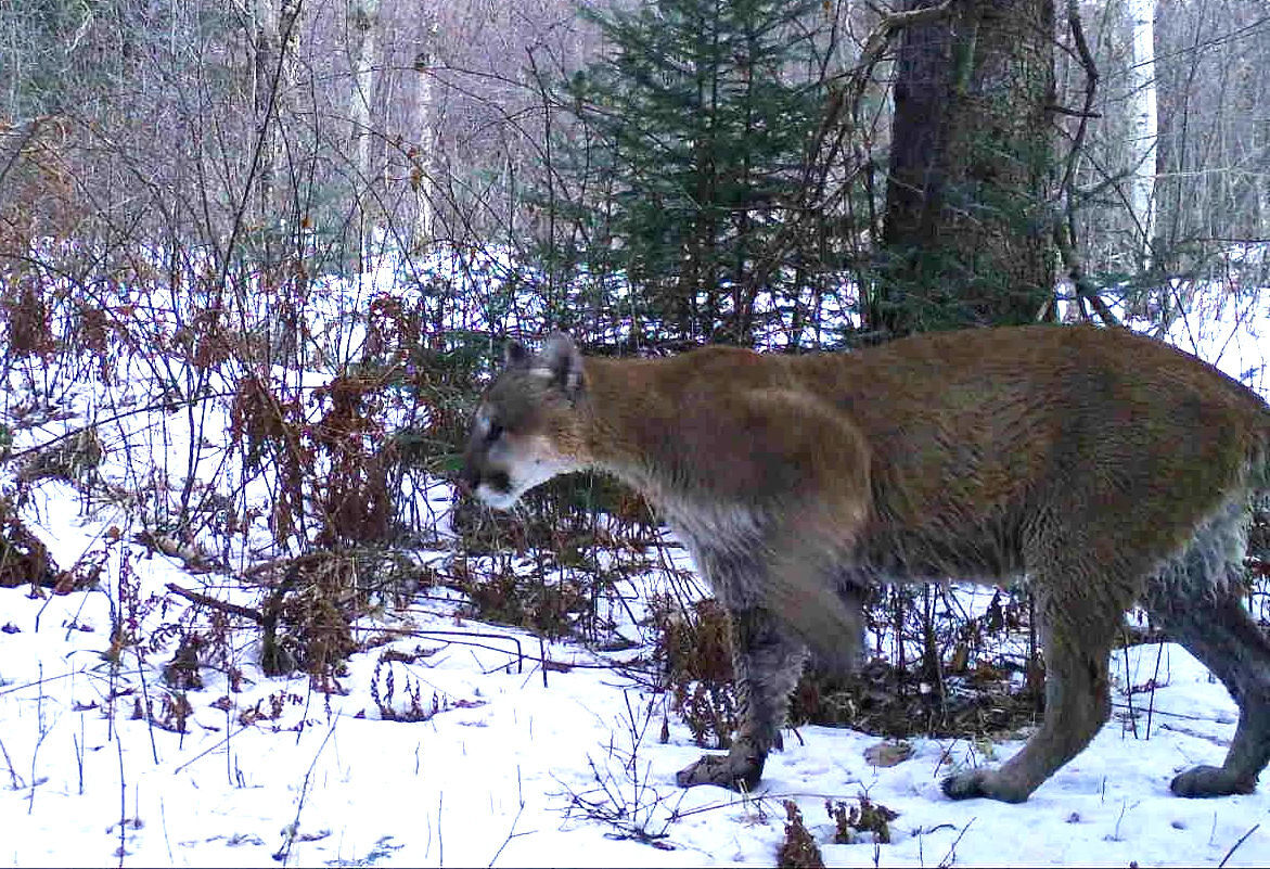 Waupaca cougar